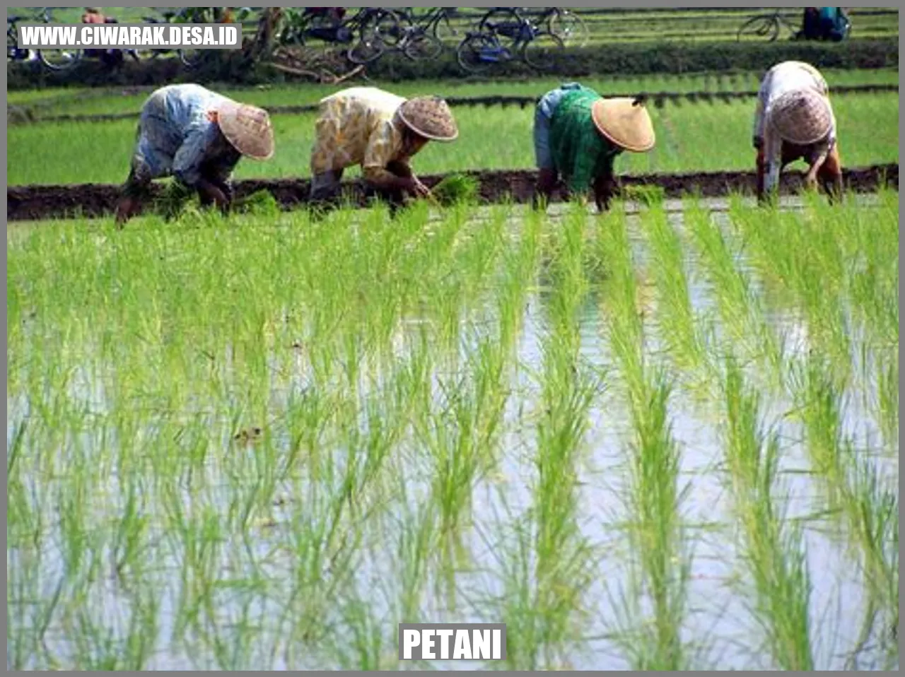 Petani di ladang